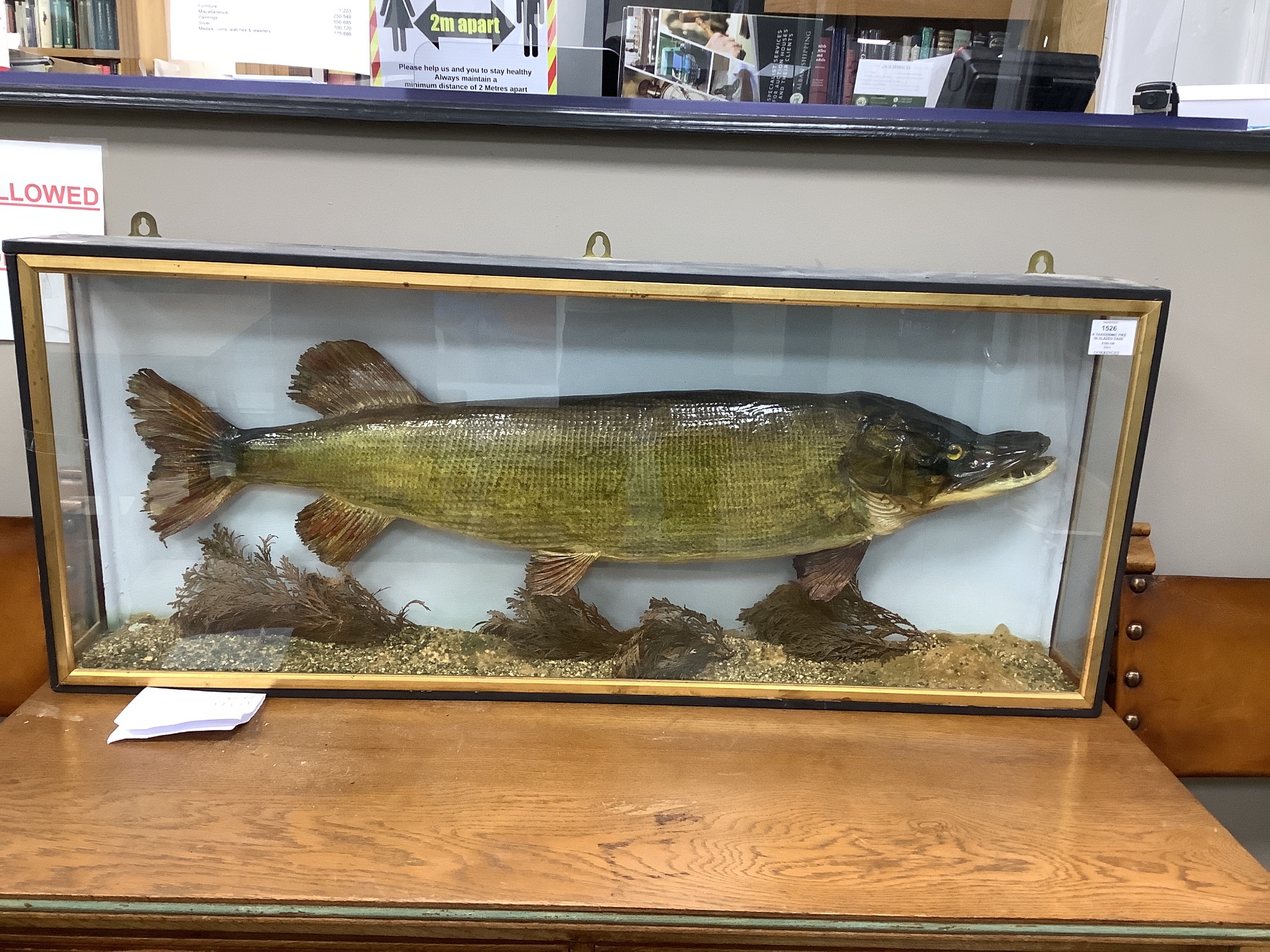 A taxidermic pike in glazed case